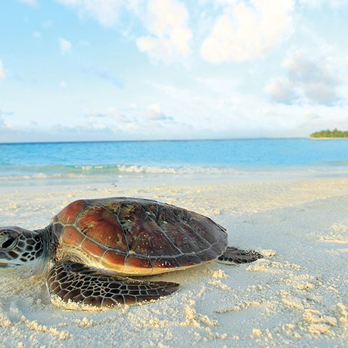 52324825-H1-Marine_Turtle